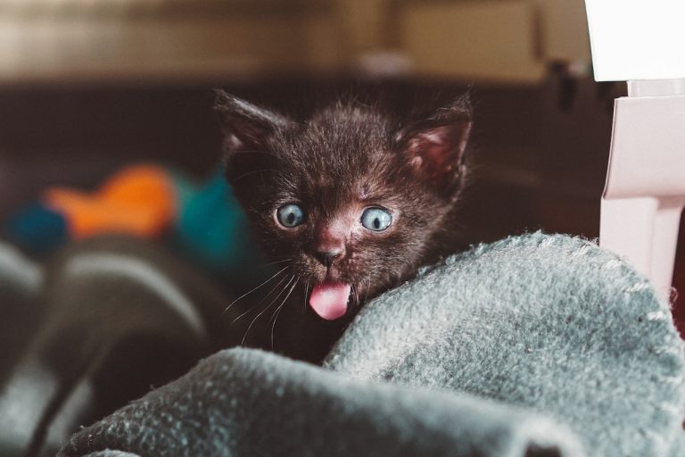 confused cat