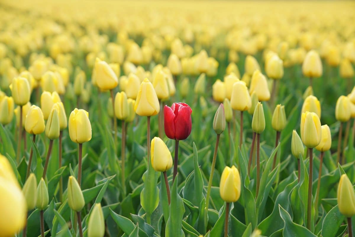 a red tulip standing out in a field of yellow tulips