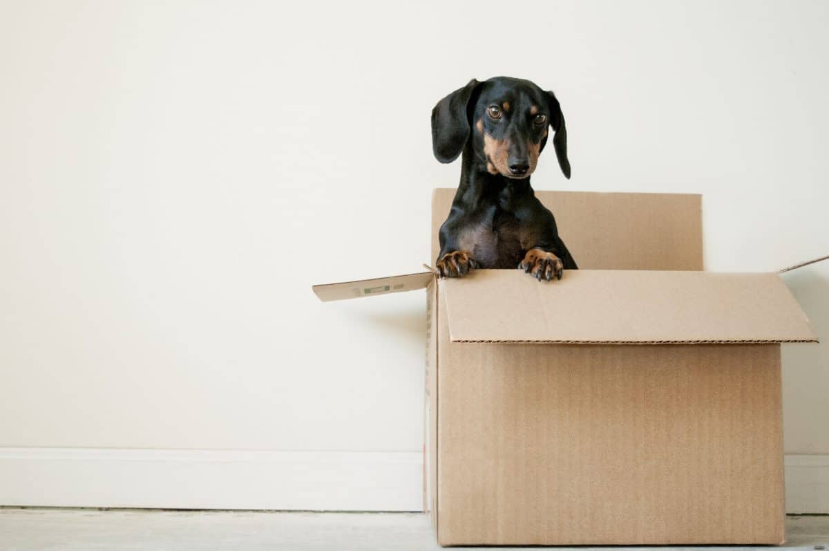 adorable Dachshund dog in a storage box