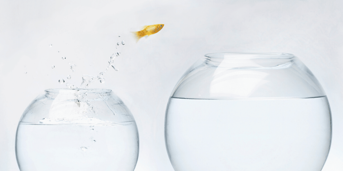 fish jumping into a larger bowl