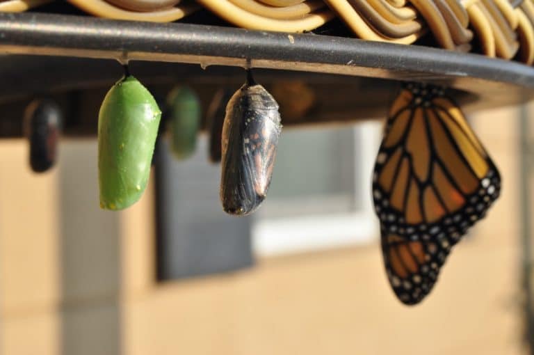 Chrysalises hanging beside a newly emerged monarch butterfly, illustrating stages of development