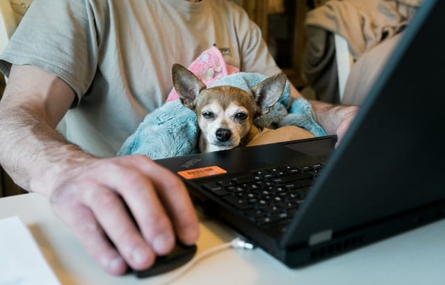 Male recruiter works from his laptop with a dog on his lap.