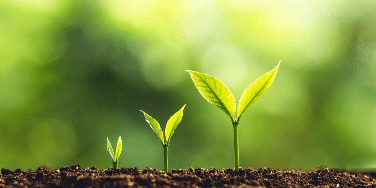 3 budding plants emerging from soil