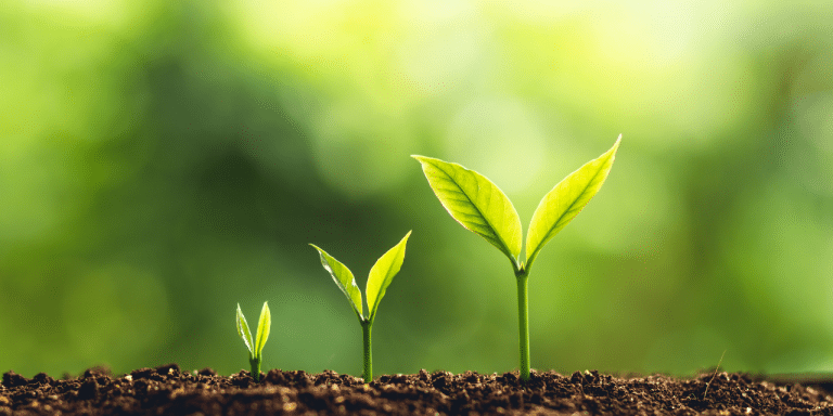 3 budding plants emerging from soil