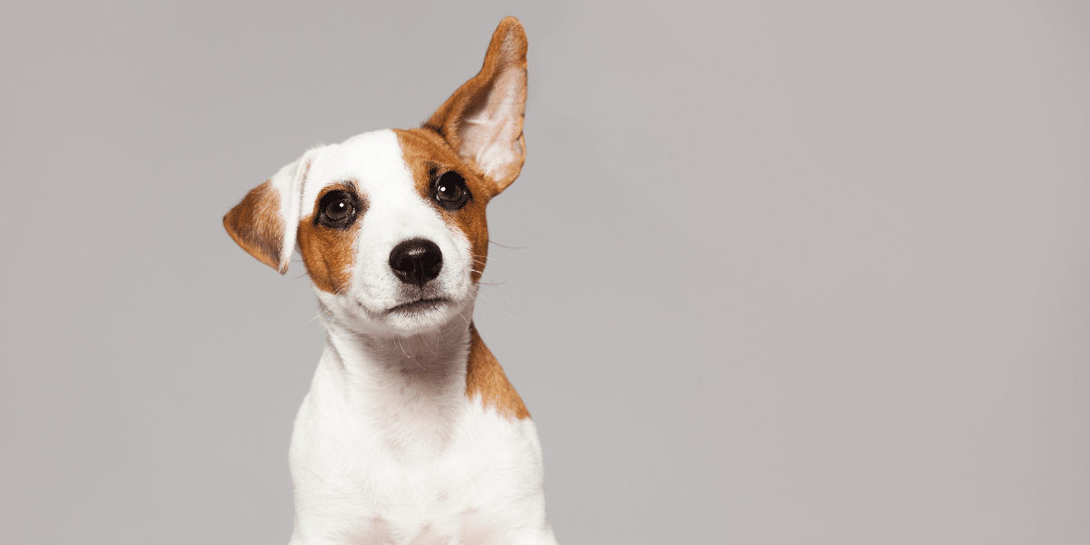 dog with ear raised