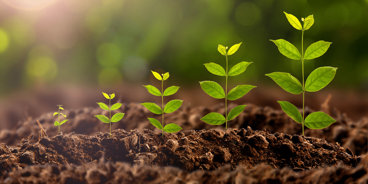 a row of plants growing