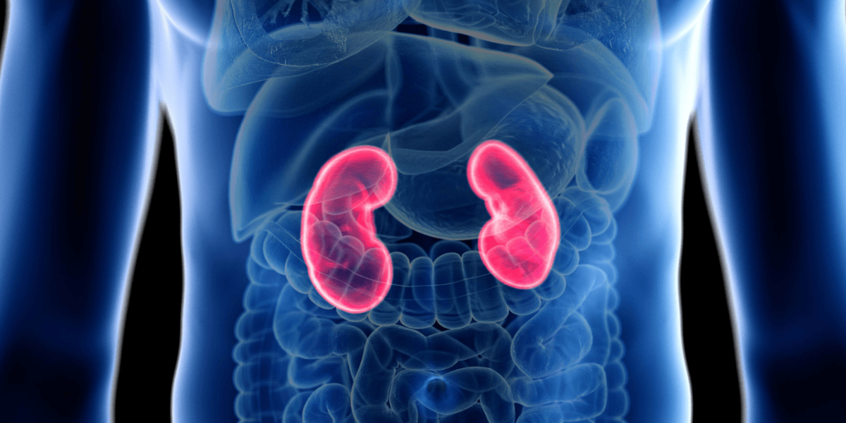 nephrology conference 2024