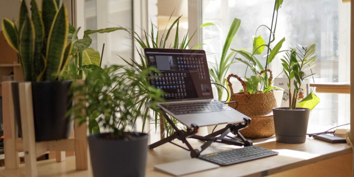 Laptop on a desk opposite a bright window. The desk is covered in houseplants.